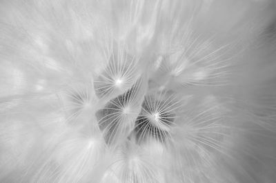 Close-up of dandelion against white background