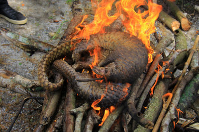 101 smuggled pangolins were secured at the riau natural resources conservation agency.