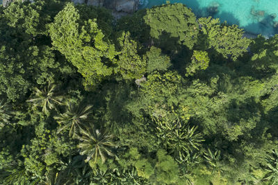 Aerial view of trees growing in forest during sunny day