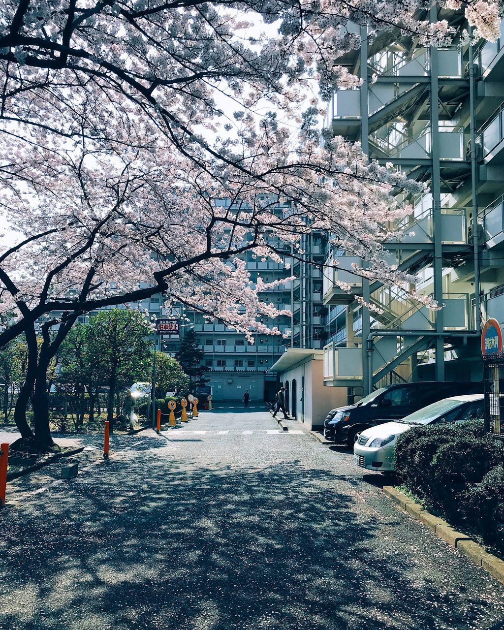 VIEW OF CHERRY TREES ALONG ROAD