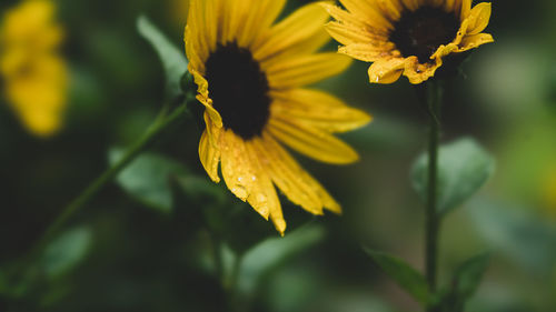 Close-up of yellow flowering plant