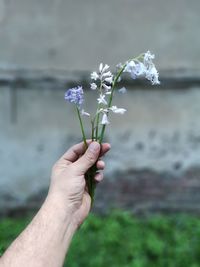 Close-up of hand holding flowering plant