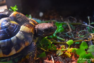 Close-up of snake