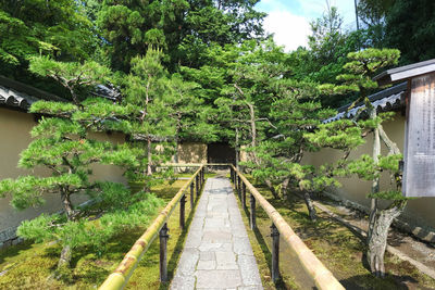 View of bridge in forest