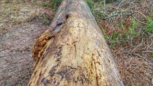 Close-up of moss on tree trunk