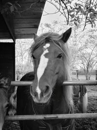 Horse in stable