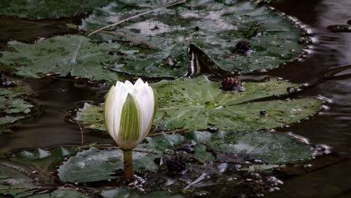 Close-up of white flower blooming outdoors