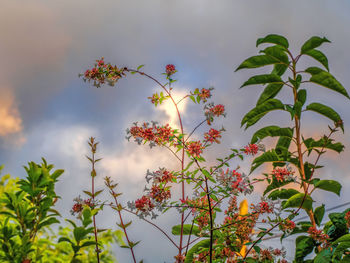 Low angle view of flowering plant against sky