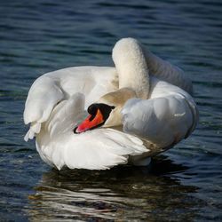 Swan swimming in lake