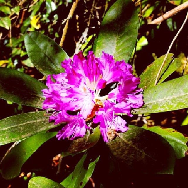 flower, freshness, leaf, growth, petal, fragility, flower head, beauty in nature, plant, close-up, nature, blooming, pink color, purple, green color, single flower, focus on foreground, in bloom, outdoors, park - man made space