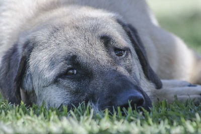 Close-up of dog