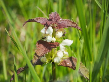 Close-up of wilted flower on field