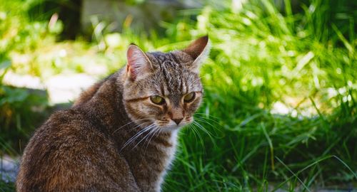 Close-up of a cat