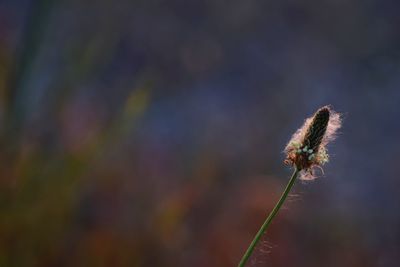 Close-up of insect on plant