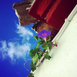 Low angle view of plants against blue sky