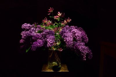 Close-up of pink flowers against black background