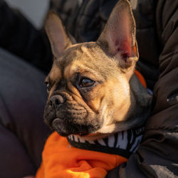 Close-up of dog looking away