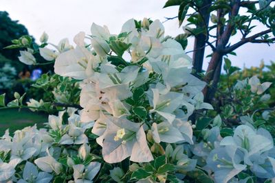 Close-up of white flowers blooming on tree