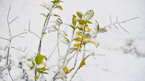 Close-up of white flowers