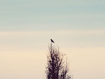 Low angle view of birds perching on tree