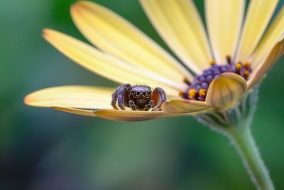 Close-up of insect pollinating on flower