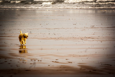 Dog running on beach