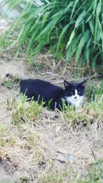 Cat looking away on field