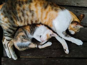 High angle view of cat sleeping