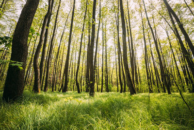 Trees in forest