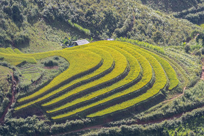 Harvest season of ripe rice on terraced fields in mu cang chai, yen bai, vietnam