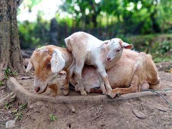 Sheep in a field