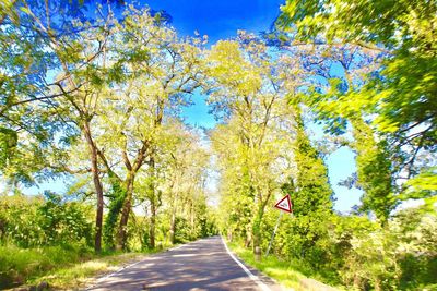 Road amidst trees against sky