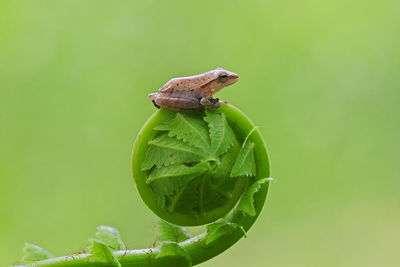 Close-up of frog on leaf