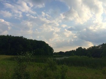 Trees on field against sky
