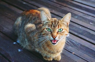 High angle portrait of a cat