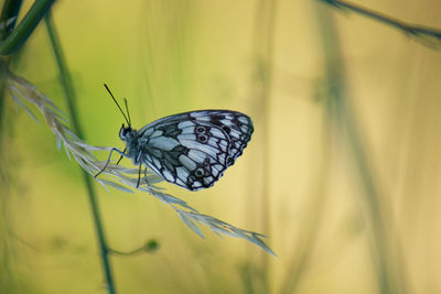 Close-up of butterfly on leaf