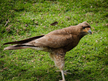 Close-up of bird perching on grass