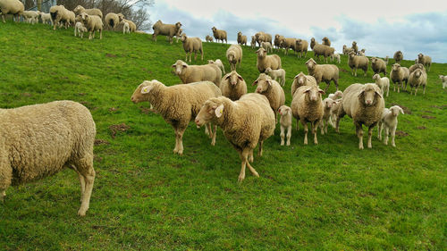 Sheep grazing on grassy field