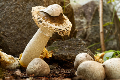 Close-up of mushrooms on field