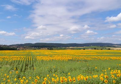 Scenic view of oilseed rape field against sky