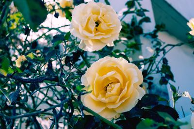 Close-up of yellow roses blooming outdoors