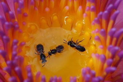Close-up of bee pollinating on yellow flower