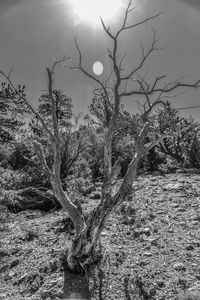 Bare trees on field against sky