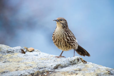 Close-up of bird perching on rock