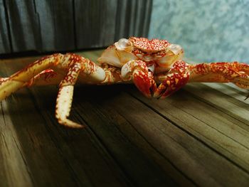 Close up of crab