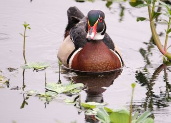 View of duck swimming in lake