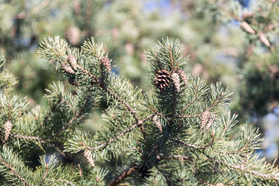 Close-up of pine cone on tree