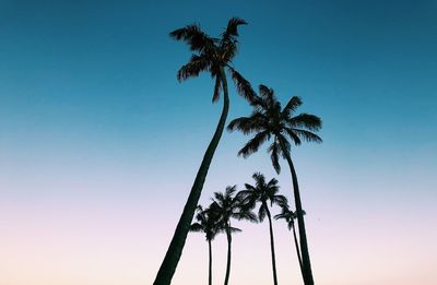 Low angle view of coconut palm tree against clear sky