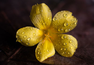 Close-up of wet yellow flower