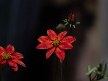 Close-up of white flower